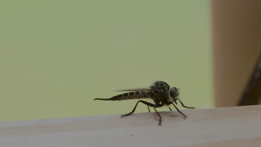 
A stange lookin insect know as an Efferia aestuans.