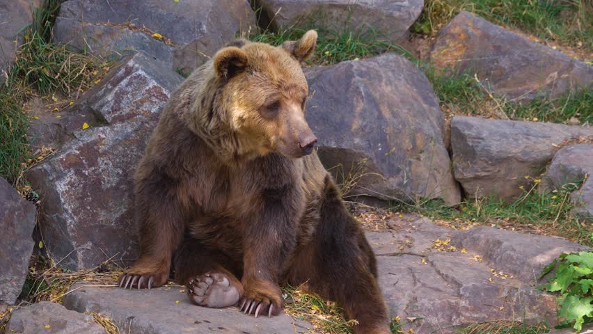 A brown bear sitting on rocks and moving his nose and looking around.