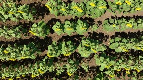 4k drone video of sunflower field. Backlight.  Agriculture. Aerial view of sunflowers.Taking sunflower blooming in a vast sunflower field fluttering in the wind