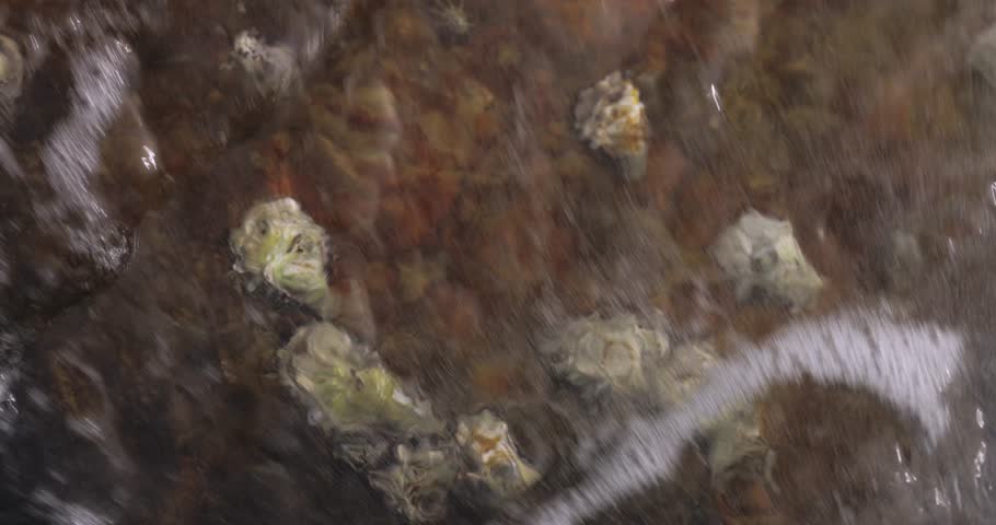 Oysters underwater and in the wild on the rocks in the ocean. High-quality 4k slow-motion footage Royalty-Free Stock Footage #1107965969