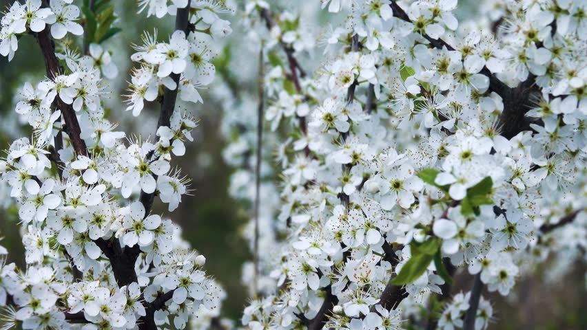 Blackthorn (Prunus spinosa) thornbush. Plot of forest-steppe, blooming wild fruit trees. Type of biocenosis close to natural, primal steppe. Rostov region, Russia Royalty-Free Stock Footage #1107966191