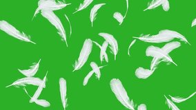 Footage of scattering of bird feathers. The motion of a floating feather, against a green screen background. - Powered by Shutterstock - Get 15% off with code: PIKWIZARD15