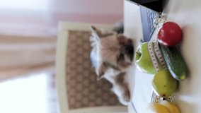 Yorkshire Terrier at the table. Vegetarian Dog Food