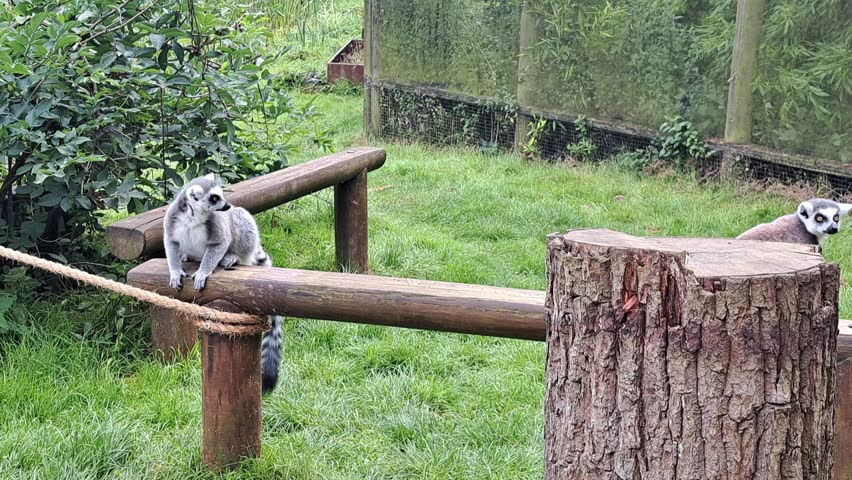 Lemurs walking in the zoo.animals life in the zoo. High quality 4k footage