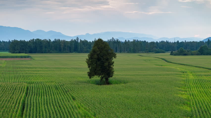 Aerial view of tree in the middle of the field