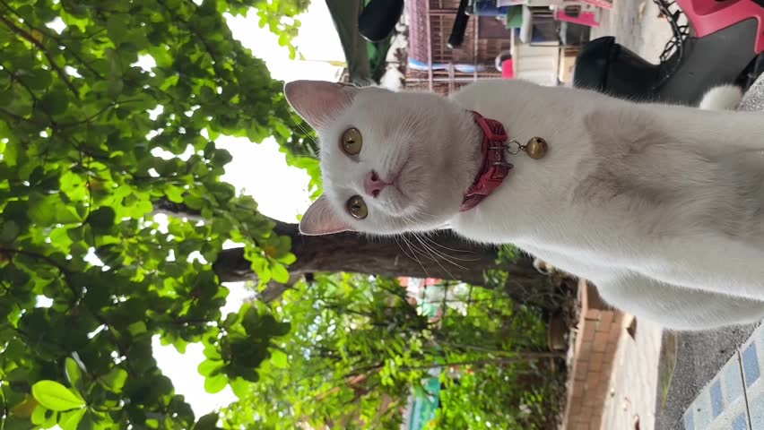 The white cat looked around.