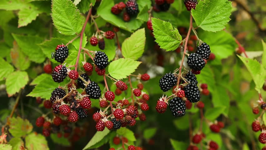 Blackberries. Green unripe and black ripe blackberries grow on a bush on a summer day outdoors close-up slow motion. Ripe healthy berries slow motion. High quality FullHD footage