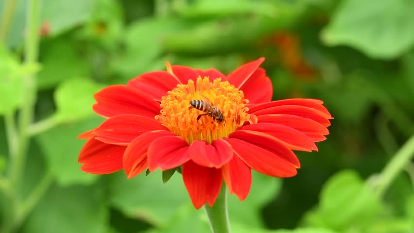 Slow motion movement of Insect Bees collect Pollen or Nectar on red daisy flower.