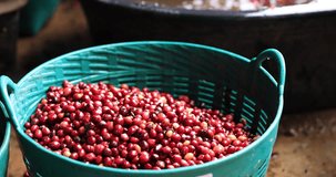 worker are sorting of goods quality cherry coffee beans with water system 4k video
