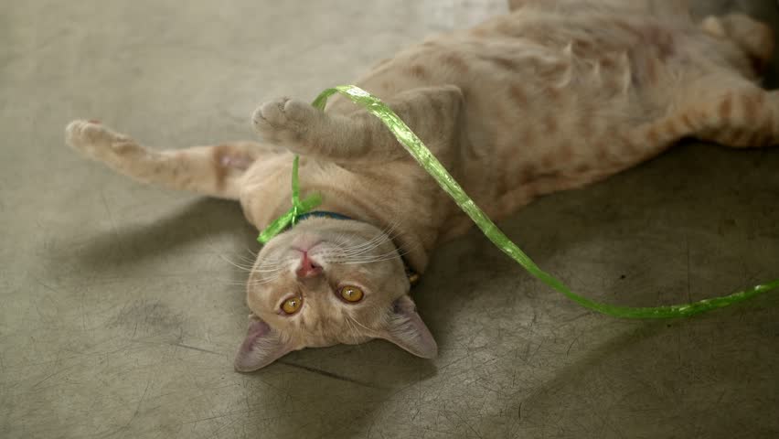 A brown cat lay down playing on the cement grounds, happy concept.