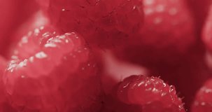 Micro video of close up of raspberries with copy space. Micro photography, fruit, plant, nature and colour concept.