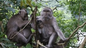 A monkey family and their children sit relaxed among tree branches in the Kreo Cave tourist area, Semarang, Indonesia