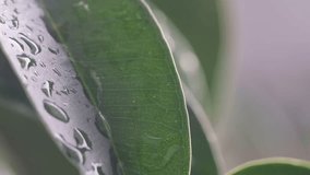 Macro video of green leaves with dew drops. Summer concept, forest, trees, forest, rain, freshness.
