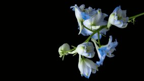 Timelapse of blooming blue delphinium flower isolated on black background. 4K Love, wedding, anniversary, spring, valentines day. Vertical video