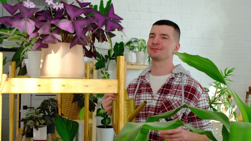 Man sprays from a spray gun home plants from her collection, grown with love on shelves in the interior of the house. Home plant growing, green house, water balance, humidification