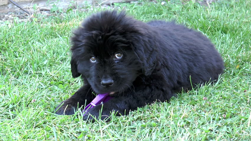 dog chewing on clothes