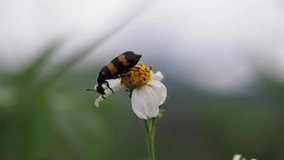 View on the bee sitting on a chamomile, collecting nectar. Close-up clip of the nature. Insect with colorful belly pollinating flowers. Blurred background of the sky and grass. 4K