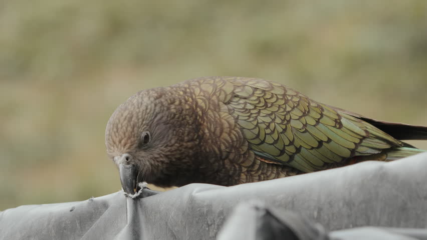 Adult Kea Bird Pulling Torn Canvas With Its Beak. Nestor Notabilis. closeup