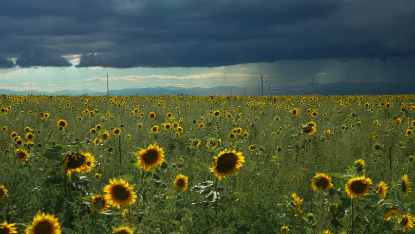 Cinematic slow motion Denver Colorado summer sunny afternoon thunderstorm over Rocky Mountains farmer stunning wild endless sunflowers wildflower field landscape drone aerial slow slider to the left