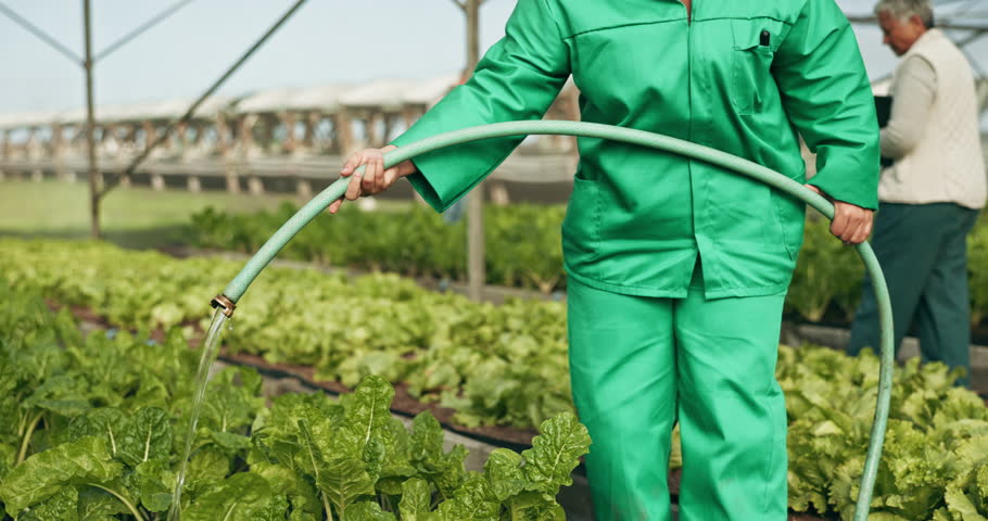 Farmer, hose and water in greenhouse, agriculture and vegetables for growth, farming and sustainability. Person, irrigation and care for leaves, garden and health of crops, plants or agro development Royalty-Free Stock Footage #1107999929