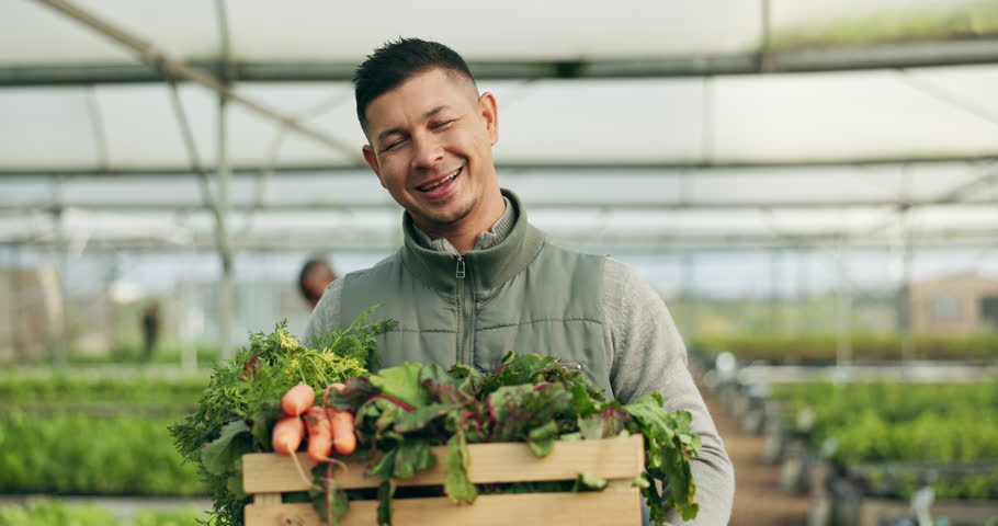 Farmer, man and vegetables box for agriculture, sustainability or farming in greenhouse and agro business. Face of happy manager with gardening, green harvest or food development in groceries basket Royalty-Free Stock Footage #1108000265