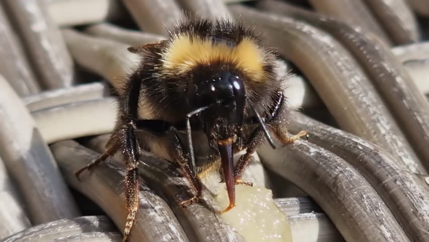 Adorable close-up of bee licking honey with proboscis and long tongue