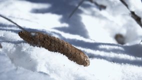 Close up shot of a male hand picking up pine cone from forest floor covered with snow on a cold winter day. - Powered by Shutterstock - Get 15% off with code: PIKWIZARD15