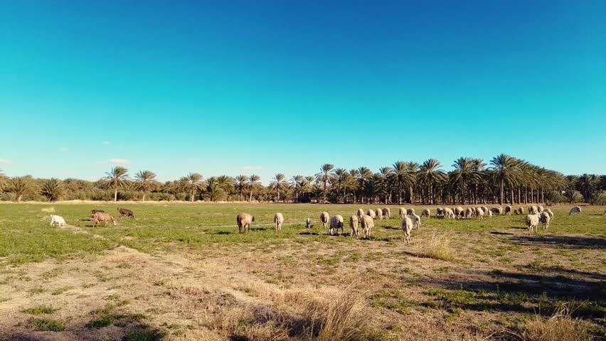herd of sheep in a plain in the desert of biskra algeria