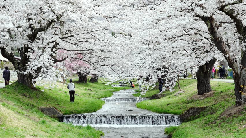 Beautiful view of cherry blossom tunnel appears over the Kannonji River in Kawageta of Fukushima in Japan. Royalty-Free Stock Footage #1108007531