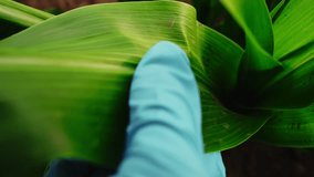 researcher conducts an experiment on a field of corn plantation green cobs of corn culture, a laboratory assistant takes a fence for analysis for the ascent of ripening of the crop - Powered by Shutterstock - Get 15% off with code: PIKWIZARD15
