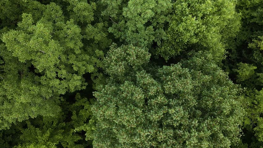 Vast Forest With Green Trees During Summer in the Appalachian Mountain Range Ascending Aerial View Royalty-Free Stock Footage #1108009339