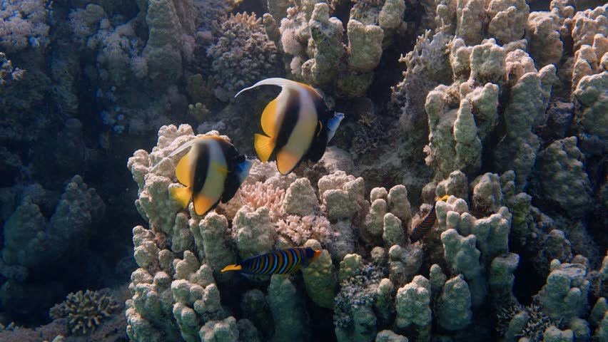 Two royal angelfish swimming peacefully in a colony together with two other red sea bannerfish | Shutterstock HD Video #1108010895