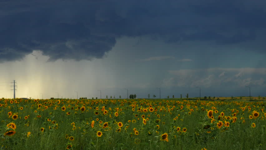 Cinematic slow motion Denver Colorado summer sunny afternoon rain thunderstorm over Rocky Mountains farmer stunning wild endless sunflowers wildflower field landscape drone aerial still motion