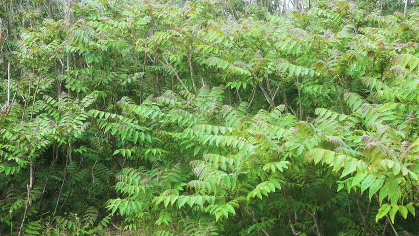 Young grove of Chinese sumach (Ailanthus altissima) in northern Black Sea region. Tree is ubiquist, distinguished by territorial expansiveness (root stalks) and suppression of other tree species