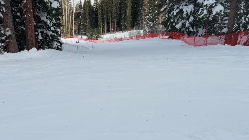 Tilt up shot revealing a small easy ski path guided by a orange mesh fence surrounded by large snow covered pine trees in the Rocky Mountains of Utah on a sunny winter day.