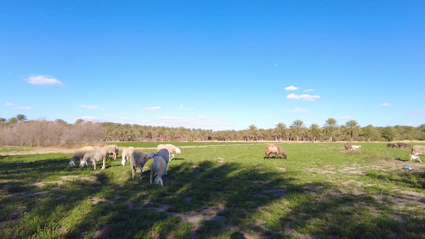 herd of sheep in a plain in the desert of biskra algeria