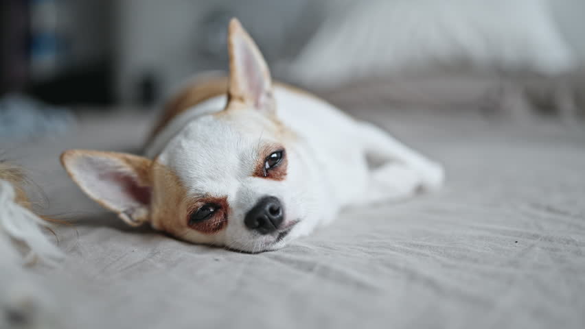 Beautiful chihuahua lying on the bed Royalty-Free Stock Footage #1108018993