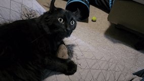 A large black highlander cat grabbing onto a potato and kicking at it like it was a toy. - Powered by Shutterstock - Get 15% off with code: PIKWIZARD15
