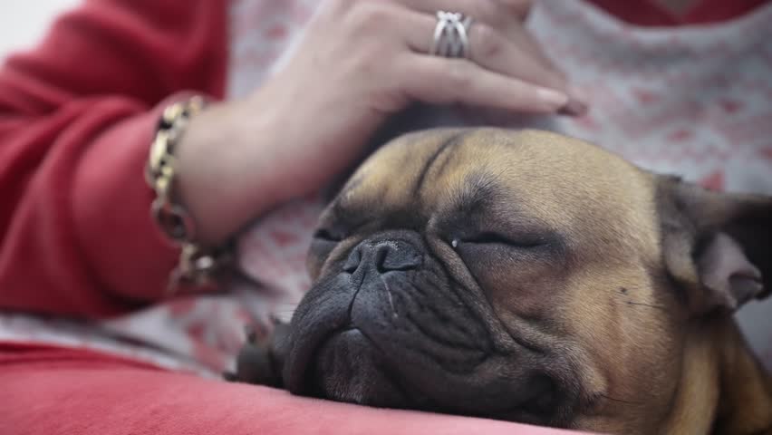 Woman hand petting a sleepy sick french bulldog dog, slow motion Royalty-Free Stock Footage #1108027095