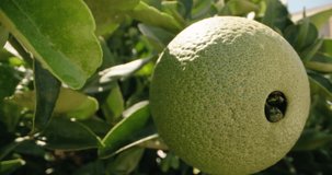Ripening Oranges: Close-Up Footage of Citrus Fruit Maturing on a Beautiful Orchard Tree. High quality 4k footage