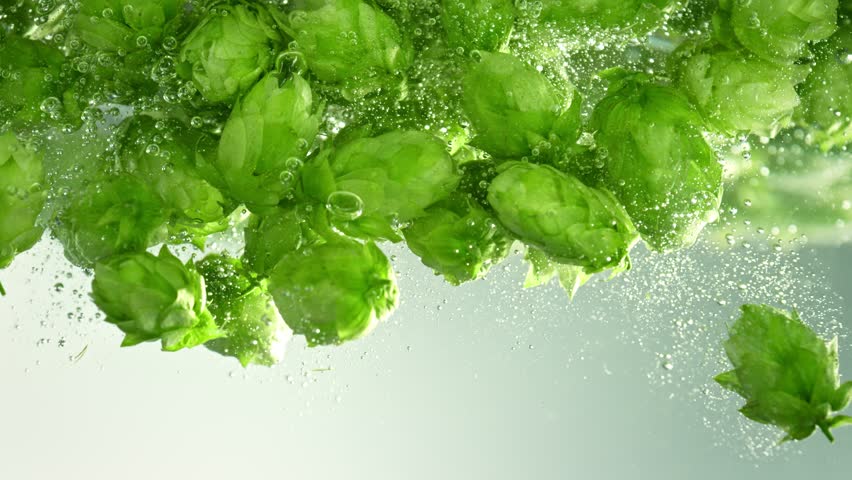 Super Slow Motion Shot of Ripe Beer Hops Falling into Water on Light Background at 1000fps.