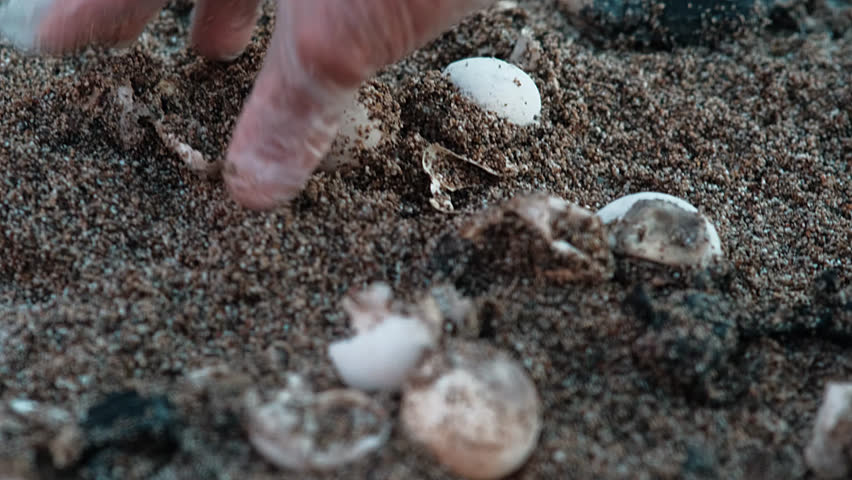 A newly hatched from an egg rare red-listed sea turtle Caretta Caretta crawls to the sea from its nest Royalty-Free Stock Footage #1108032363