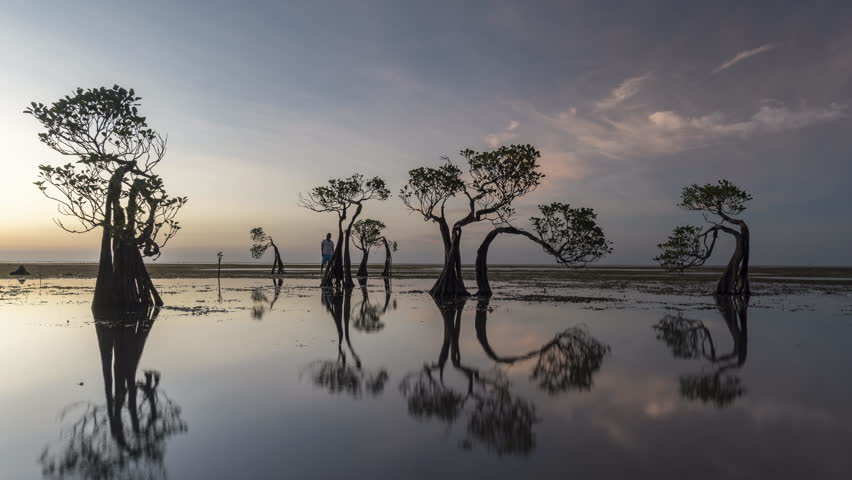Timelapse footage of The dancing mangrove tree at Sumba Island, Indonesia during sunset