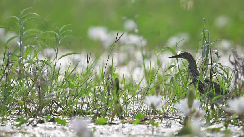 Indian Pond heron Taking off