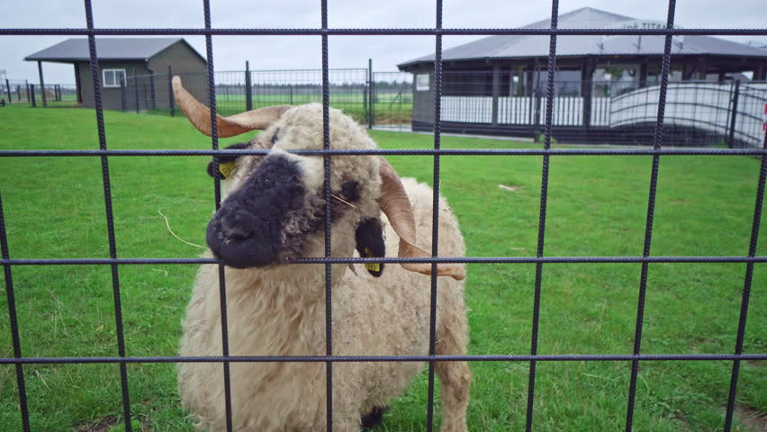 Shot of a female busy feeding a sheep while on a trip to an animal farm in Krusta kalns, Lithuania on a cloudy day.