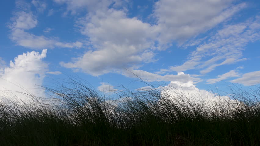 A forest of tall grasses swaying in the wind under the blue-white autumn sky.