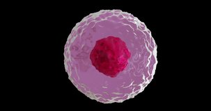 Animation of micro of red and pink cell on black background. Global science, research and medicine concept digitally generated video.