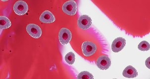 Animation of micro of red and pink cells over red and white background. Global science, research and medicine concept digitally generated video.