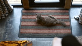 View from above owner hanged his legs and swinging them while looking at cat. Gray domestic cat with white paws lying carpet far from owner. Spend time in a cozy home with your pet gray domestic cat