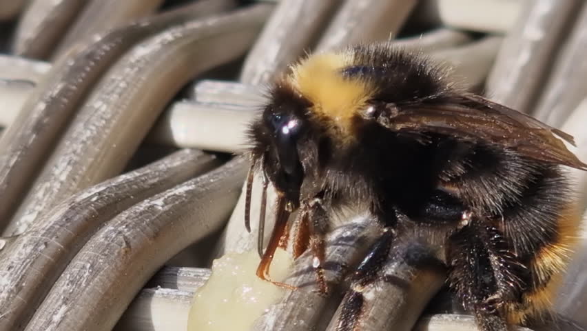 Close up Macro: Fuzzy bee uses long proboscis to lick sweet honey